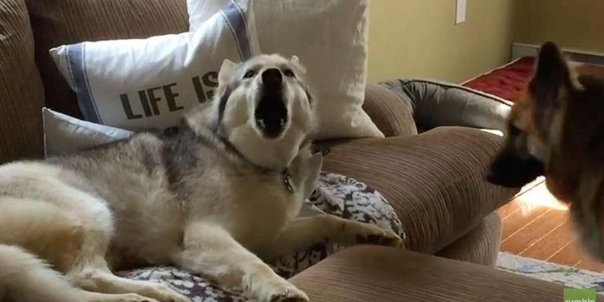 Stubborn Dog Throws ANOTHER Tantrum, And It's Still Adorable The Dodo