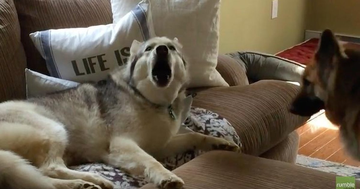 Stubborn Dog Throws ANOTHER Tantrum, And It's Still Adorable The Dodo