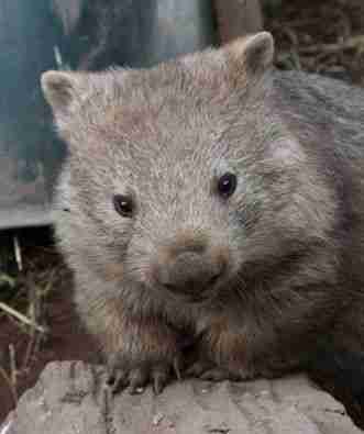 Rescued Wombat With 3 Broken Legs Grows Up So Fat And Happy - The Dodo