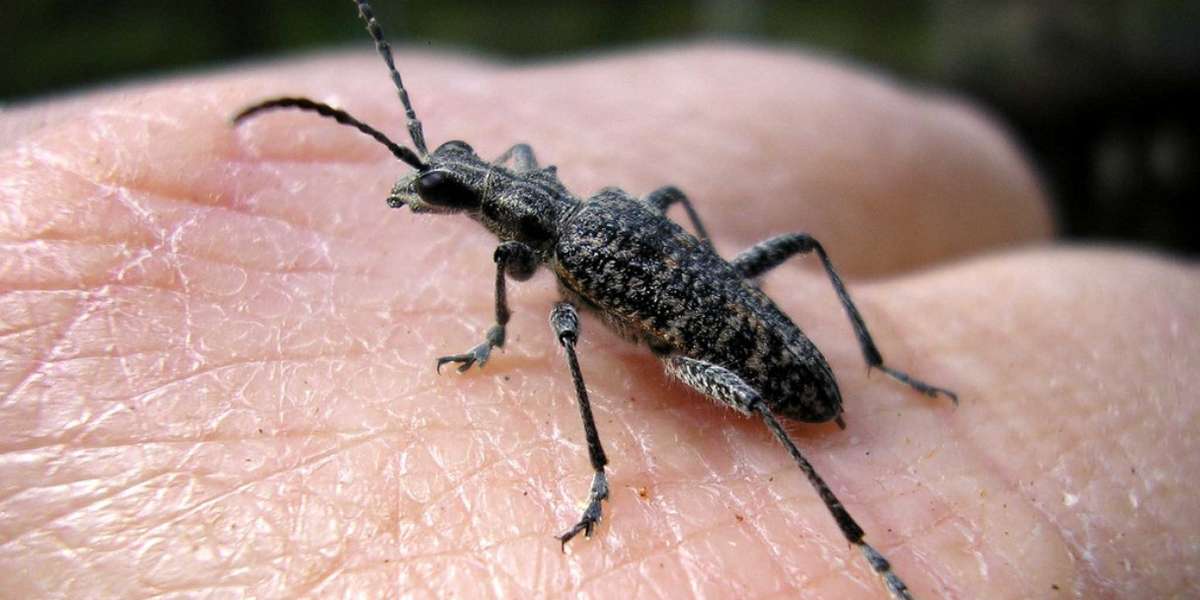 Are Vegans Obligated To Eat Insects? The Dodo