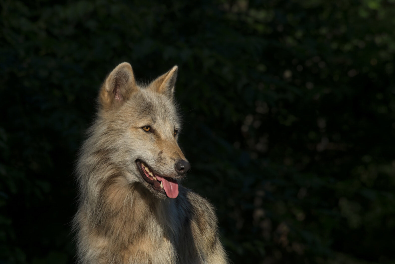 Shooting Wolves Isn't Working. Here's Why. The Dodo
