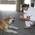 Dog Waits Outside Hospital For Sick Owner