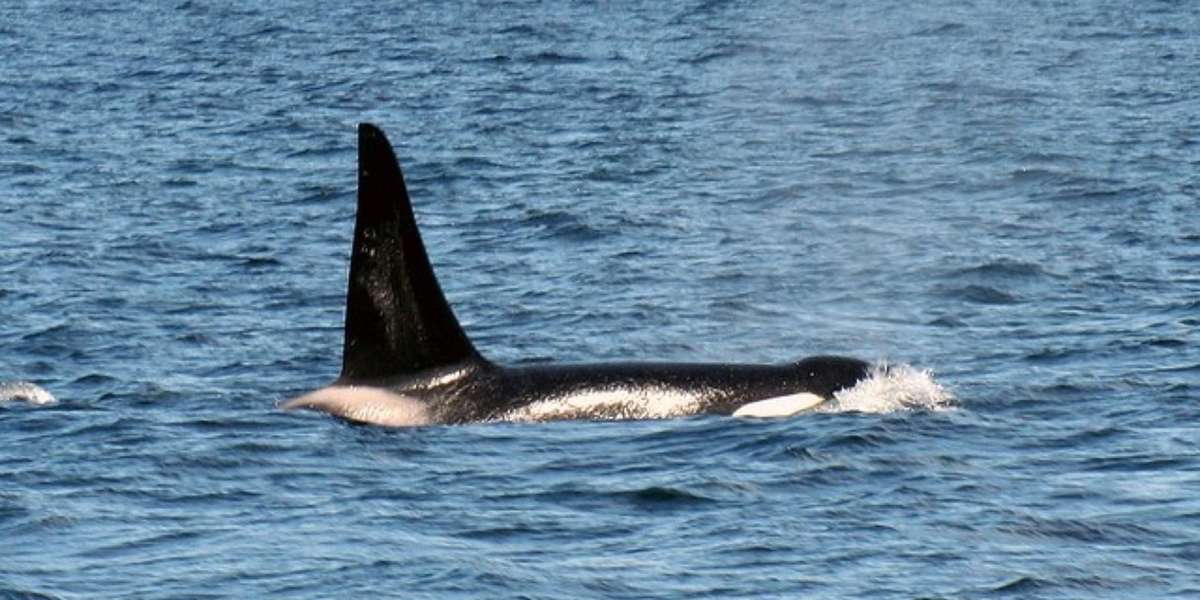 Free Lolita: How Advocates Are Fighting On Behalf Of Miami’s Loneliest ...