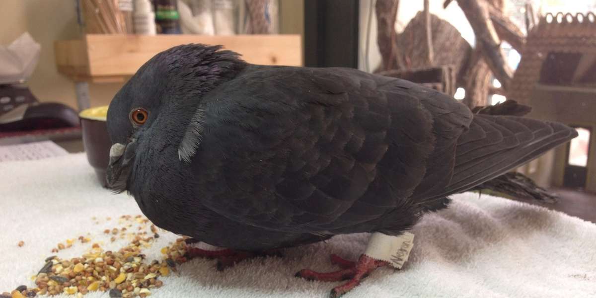 What It S Like To Rescue A New York City Pigeon The Dodo