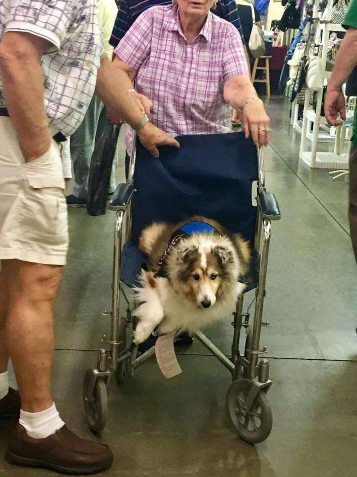 woman and dog share wheelchair