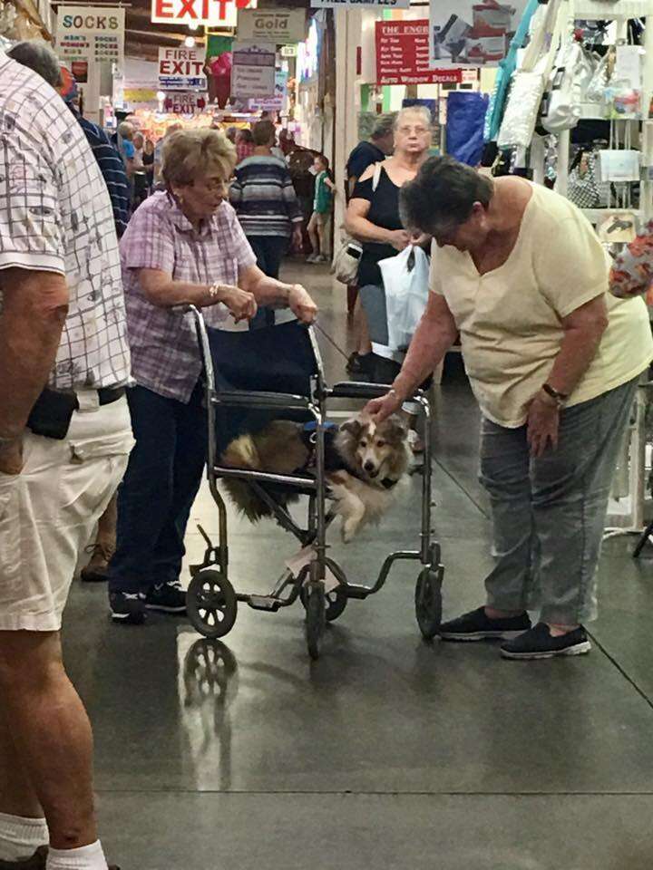woman and dog share wheelchair