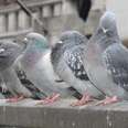 How New York City Pigeons Comforted Me Through Divorce