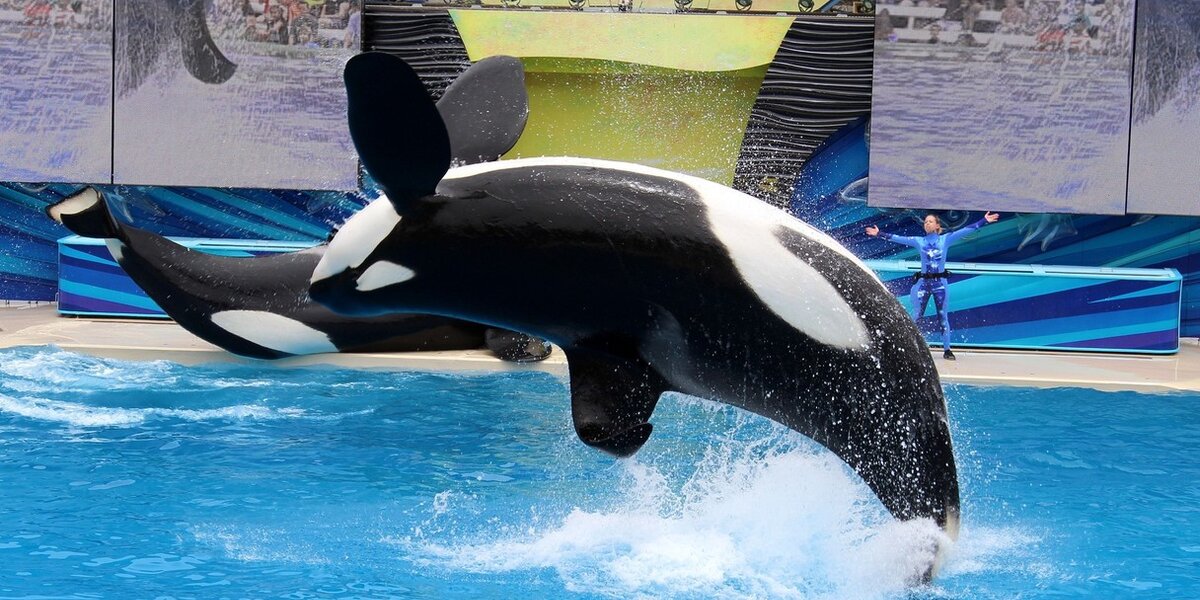 VICTORY: SeaWorld Will Never Breed Orcas Again - The Dodo