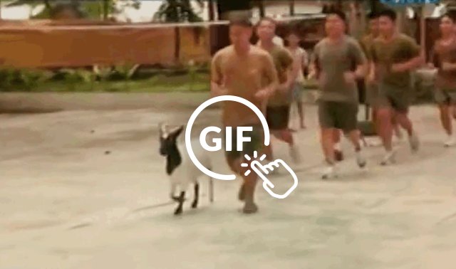 5 Animals Who Aren T Dogs But Clearly Think They Are The