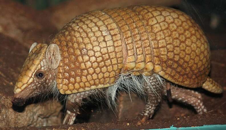 World Cup Mascot, An Armadillo, Advocates On Its Own Behalf - The Dodo