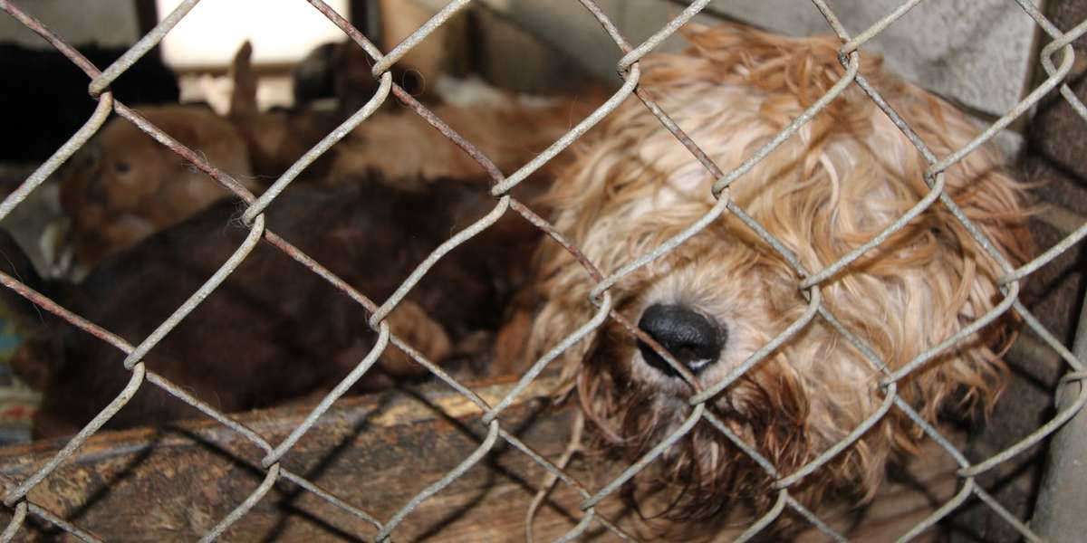 The Dark, Violent Side Of Virginia's Pet Stores The Dodo