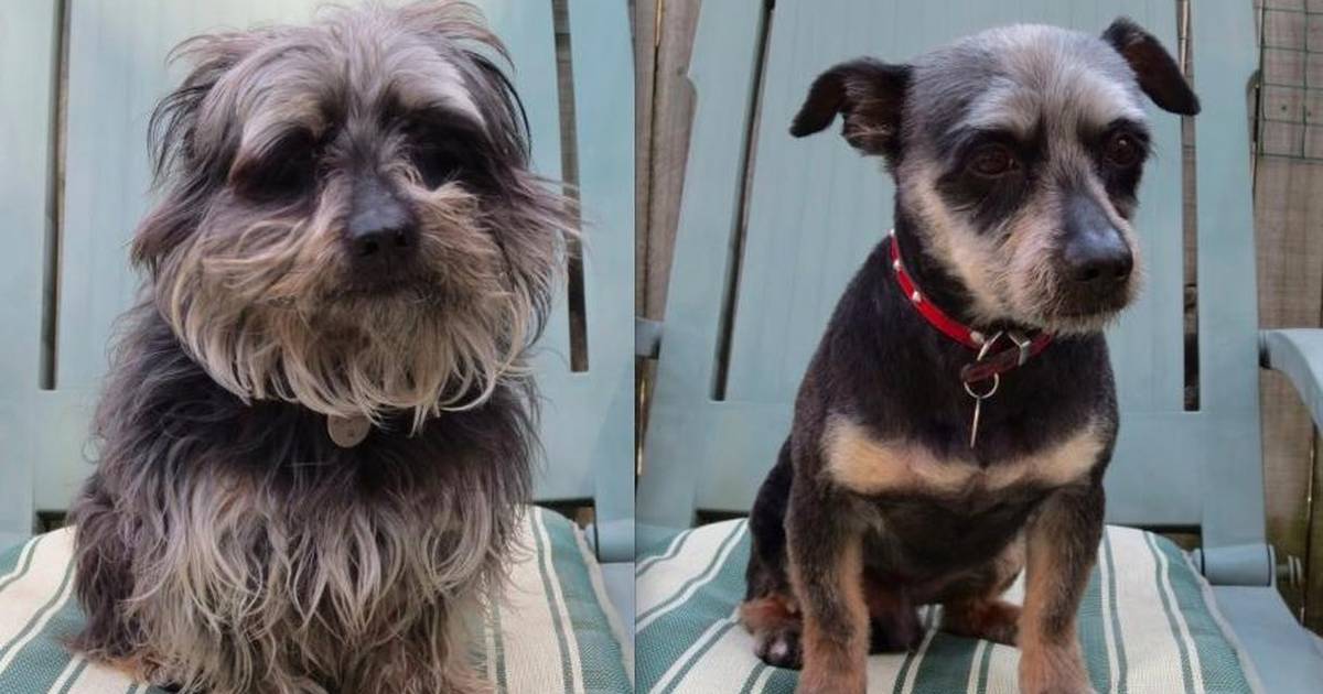 Terrier sales mix haircuts