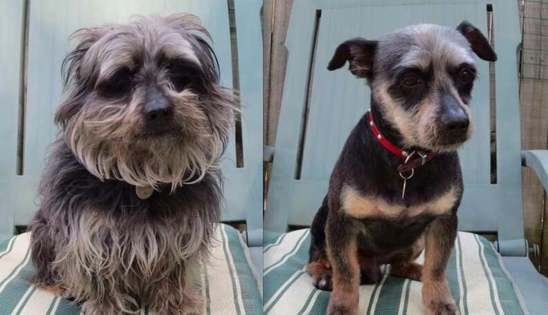 Haircuts for dogs on sale with long hair