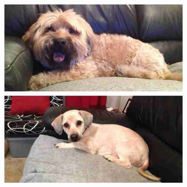 15 Dogs Before And After Their Spring Haircuts The Dodo