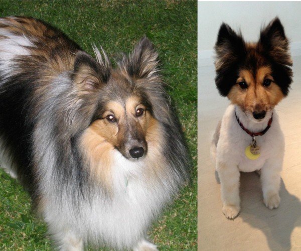 15 Dogs Before And After Their Spring Haircuts The Dodo