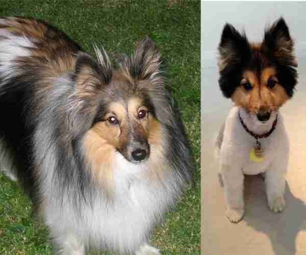 15 Dogs Before And After Their Spring Haircuts The Dodo