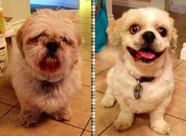 15 Dogs Before And After Their Spring Haircuts The Dodo