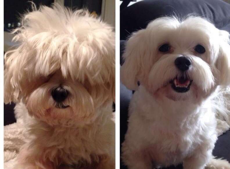 Haircuts for shop fluffy dogs