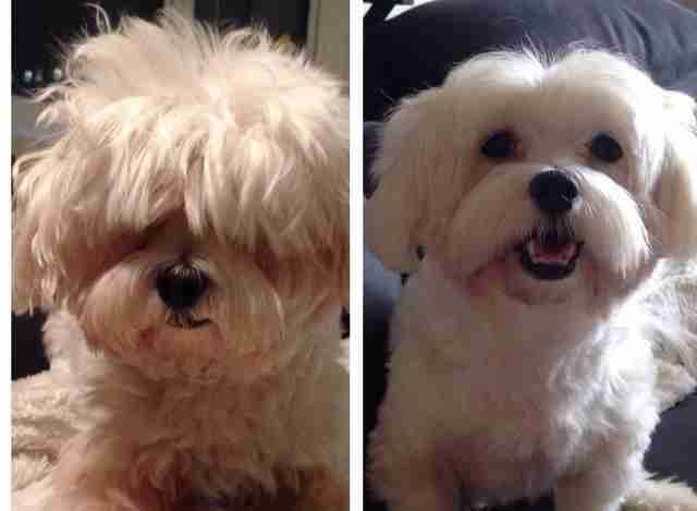 15 Dogs Before And After Their Spring Haircuts The Dodo