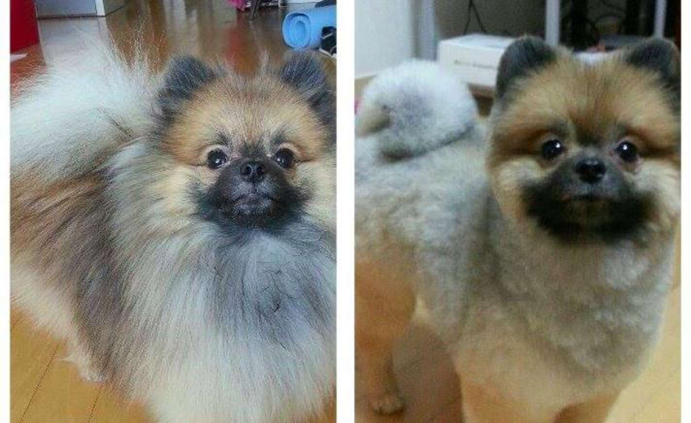 15 Dogs Before And After Their Spring Haircuts - The Dodo