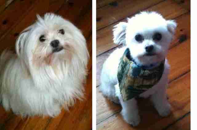 15 Dogs Before And After Their Spring Haircuts The Dodo