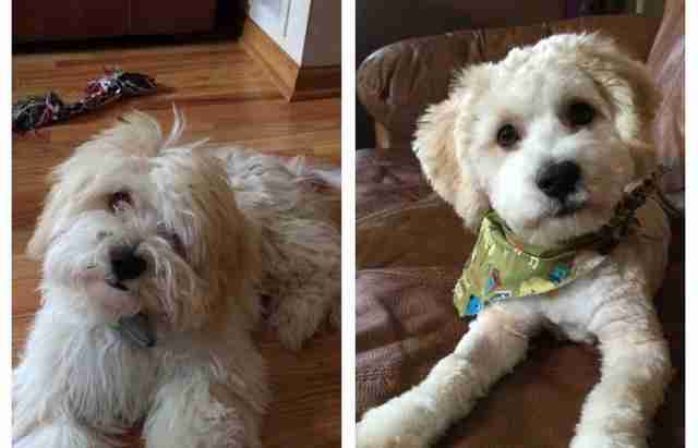 15 Dogs Before And After Their Spring Haircuts The Dodo