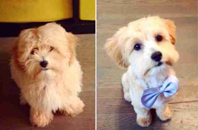 15 Dogs Before And After Their Spring Haircuts The Dodo