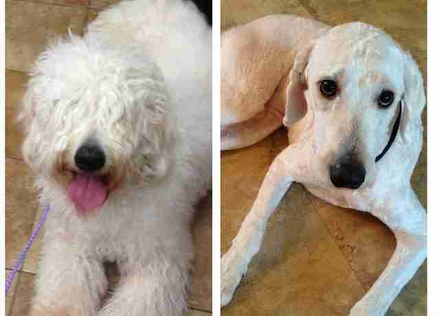 15 Dogs Before And After Their Spring Haircuts The Dodo