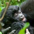 24 Of The Cutest Baby Gorillas You’ve Ever Seen