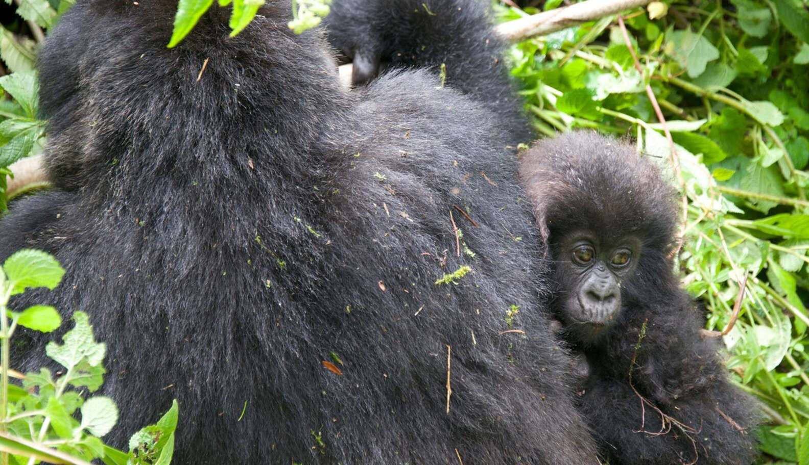 24 Of The Cutest Baby Gorillas You’ve Ever Seen - The Dodo