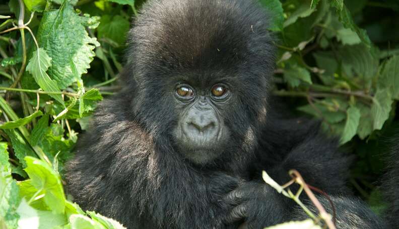 24 Of The Cutest Baby Gorillas You’ve Ever Seen - The Dodo