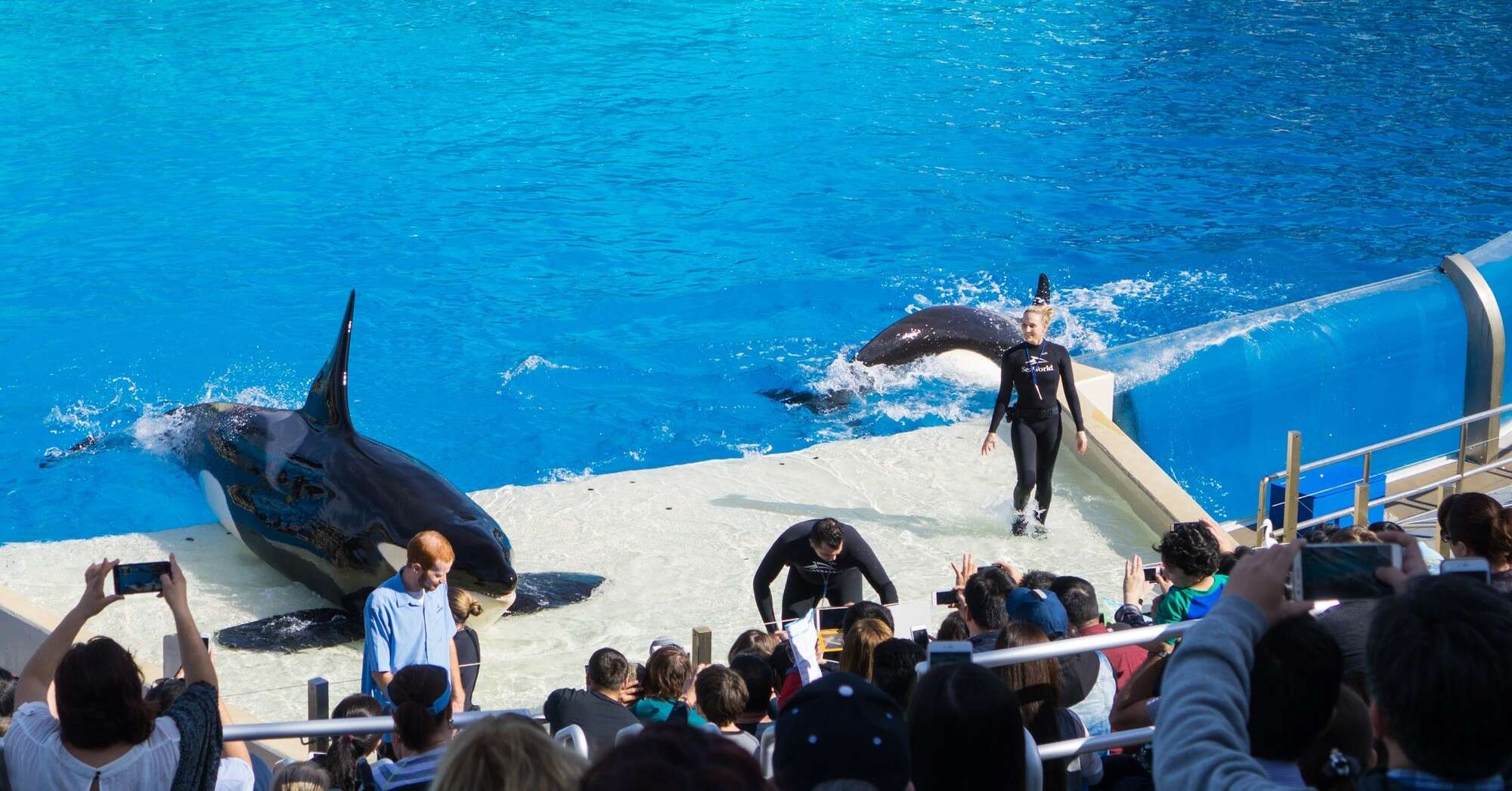 SeaWorld Just Fired Hundreds Of Workers - The Dodo