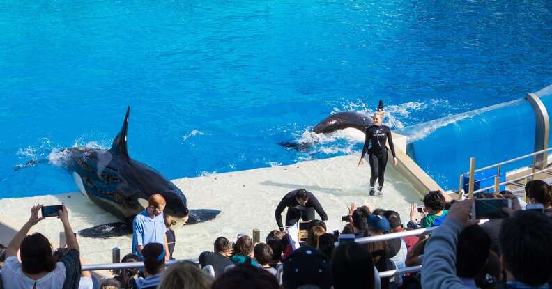 SeaWorld Just Fired Hundreds Of Workers - The Dodo