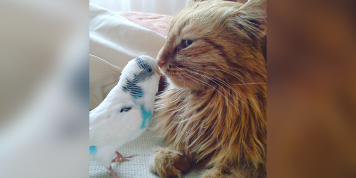 Cat And Bird Are Best Friends - The Dodo