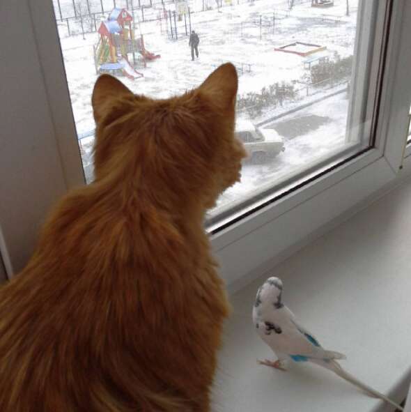 Cat and bird who are best friends