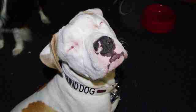 Blind Pit Bull Wound Up Comforting The Girl Who Rescued