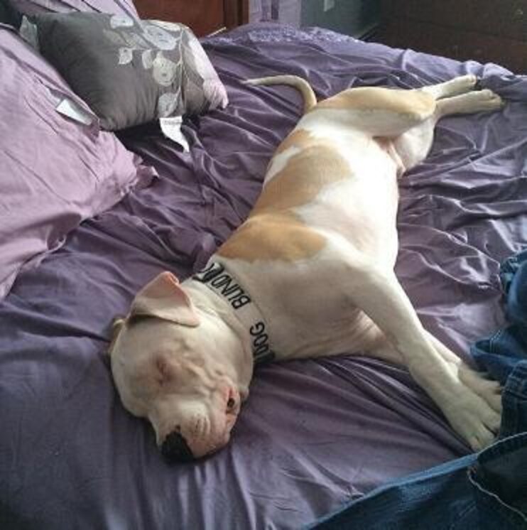 Blind Pit Bull Wound Up Comforting The Girl Who Rescued Him - The Dodo