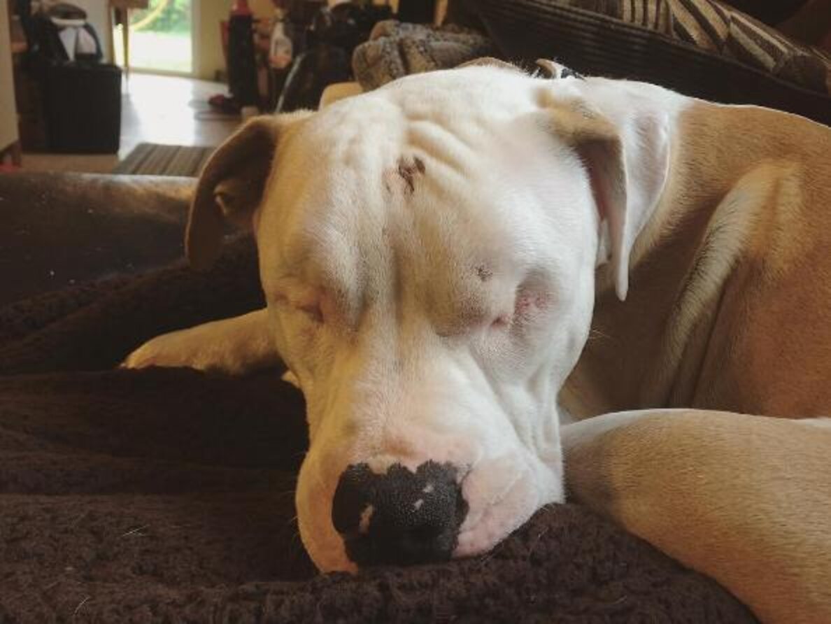Blind Pit Bull Wound Up Comforting The Girl Who Rescued Him - The Dodo