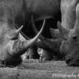 For The Love Of Rhino: Phila