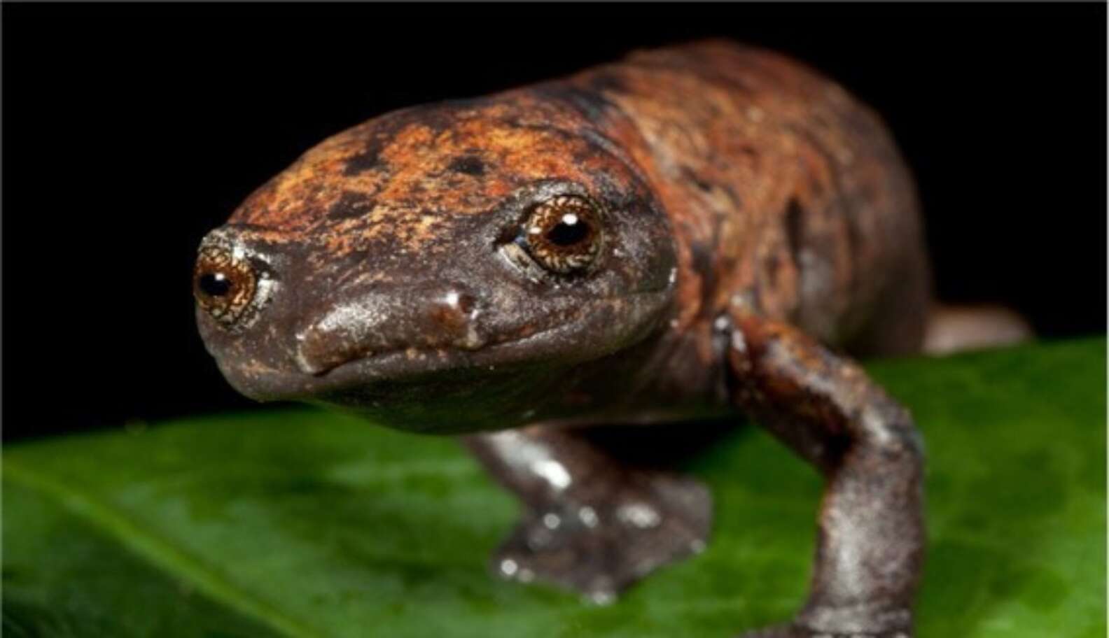 Meet The Animals That Guatemala Will Save With Its New 47,000-Acre ...