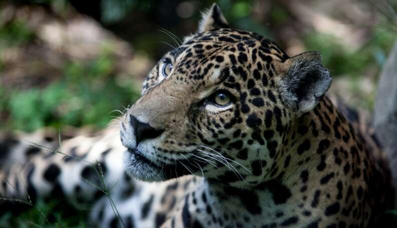 Meet The Animals That Guatemala Will Save With Its New 47,000-Acre ...