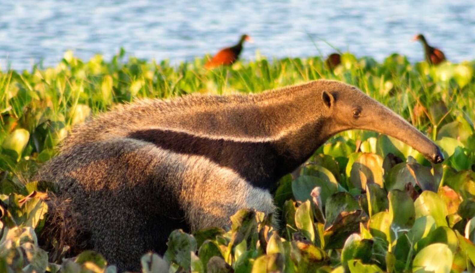 Meet The Animals That Guatemala Will Save With Its New 47,000-Acre ...