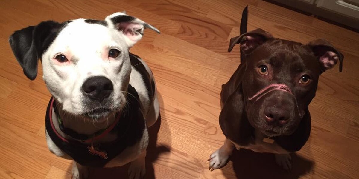 Abused Pit Bull Caitlyn May Have Finally Found Her Forever Family - The ...