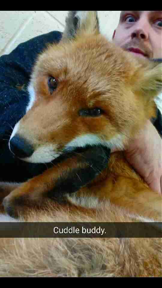 Fox Shot In The Leg Loves To Cuddle His Rescuer - The Dodo