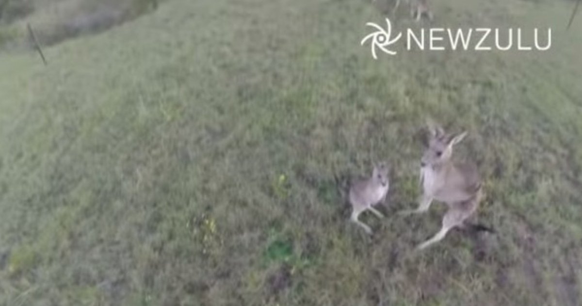 Kangaroo Punches Out Pesky Drone The Dodo
