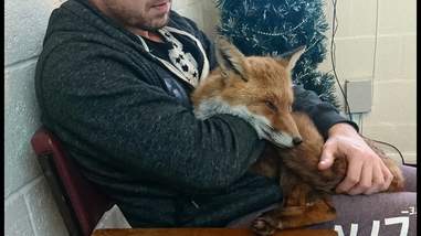 fox cuddles his rescuer