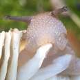 Snail Enjoys A Little Lunch Break