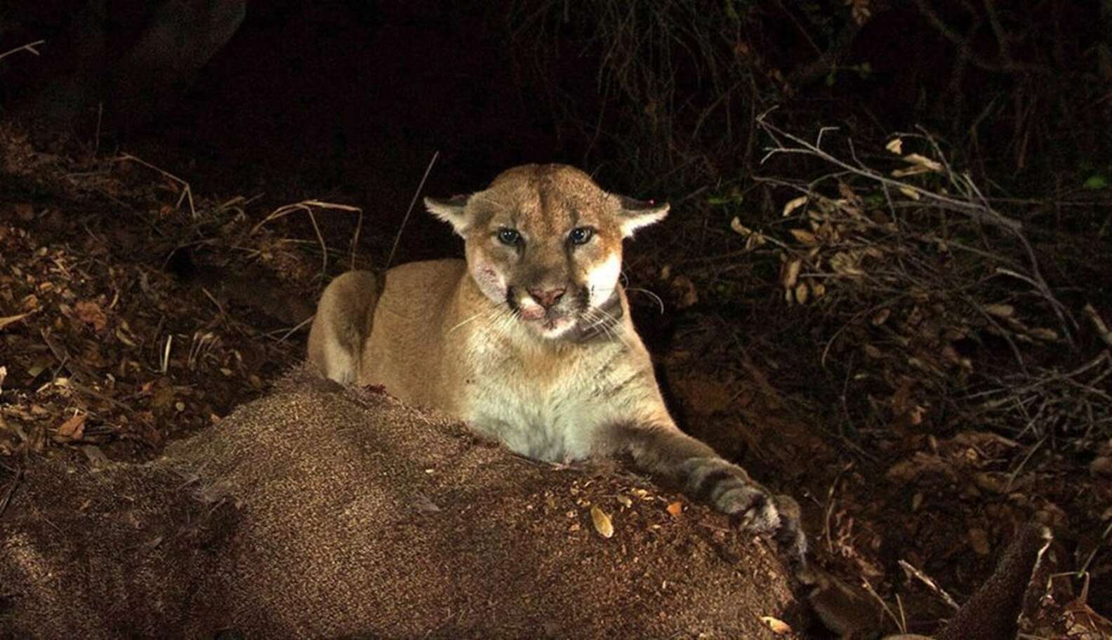 Celebrity Mountain Lion Takes Up Residence Under LA Home - The Dodo