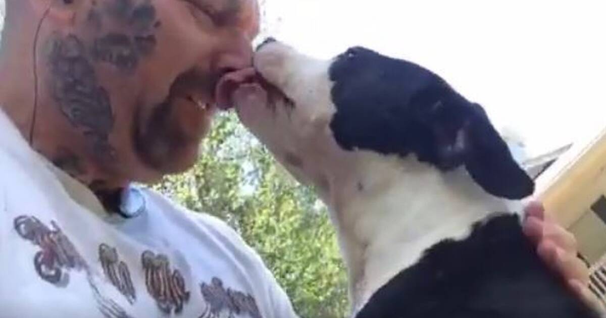 Dog Rescued From Fighting Ring Can t Stop Kissing The Man Who