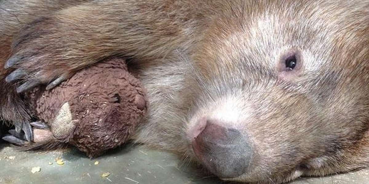 Depressed Wombat Finds Comfort In The Most Heartbreaking Way - The Dodo